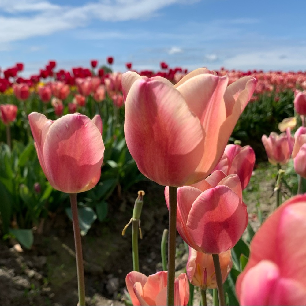 Meet your Posher, Erin